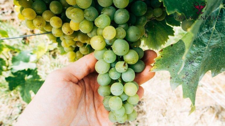 Alles Rund Um Die Wein Ernte Wann Wie Und Warum 